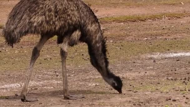 Australian Emu Walks Eats Ground — Stock Video