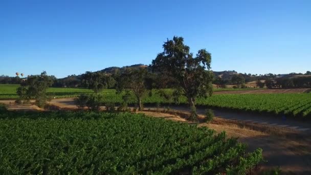 北カリフォルニアのソノマ郡のブドウ畑の列の上に低い空中 — ストック動画