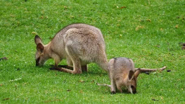 Wallaby Kanguruları Avustralya Bir Tarlada Otlar — Stok video