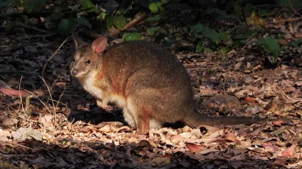 Pademelon Dal Collo Rosso Femminile Nella Foresta Queensland Australia — Video Stock