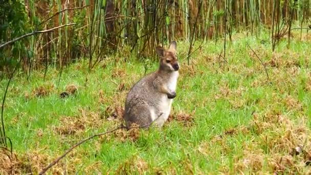 Ein Wallaby Känguru Sitzt Australien Auf Einem Feld — Stockvideo