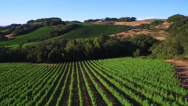 Une Basse Altitude Dessus Rangées Vignobles Dans Comté Sonoma Californie — Video