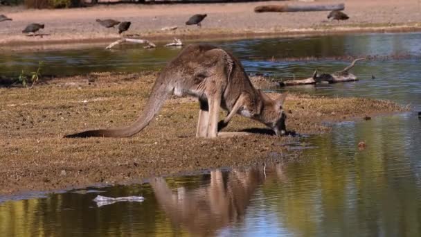 Καγκουρό Βόσκουν Κοντά Μια Λίμνη Στην Αυστραλία — Αρχείο Βίντεο