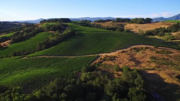 Hög Antenn Över Rader Vingårdar Norra Kaliforniens Sonoma County — Stockvideo