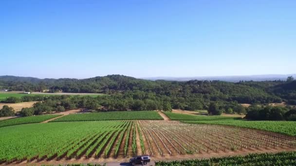 Aerial Vast Rows Vineyards Northern California Sonoma County — Stock Video