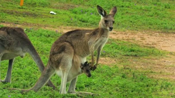 Kangaroos Baby Joey Pouch Graze Open Field Australia — Stock Video