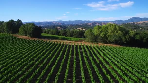 Une Haute Antenne Dessus Rangées Vignobles Dans Comté Sonoma Californie — Video