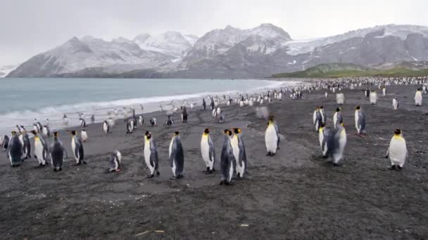 Gambar Satwa Liar Yang Luar Biasa Dari Penguin Raja Oleh — Stok Video