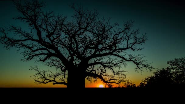 Zeitraffer Sonnenuntergang Und Dämmerung Über Einem Majestätischen Baum Queensland Australien — Stockvideo