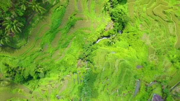 Vue Aérienne Dessus Vastes Rizières Terrasses Près Ubud Bali Indonésie — Video