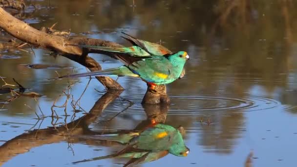 Barevný Mulga Papoušek Pije Rybníka Austrálii — Stock video