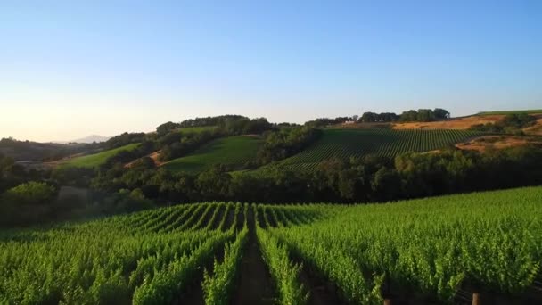 Une Antenne Basse Vers Avant Sur Vastes Rangées Vignobles Dans — Video