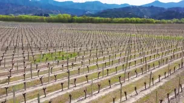 2019 ニュージーランドのワイン生産地域の南島にあるブドウ畑の農場の農地の上空 — ストック動画