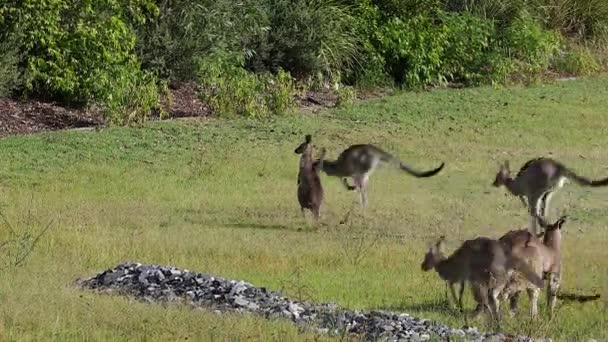 Kangaroos Graze Open Field Australia — Stock Video