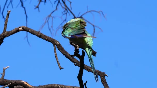 Pássaro Papagaio Pescoço Australiano Senta Prepara Uma Árvore — Vídeo de Stock