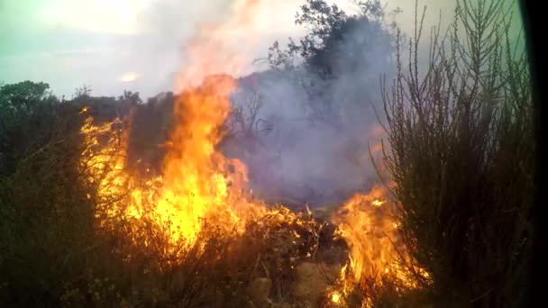 2019 Feu Broussailles Brûle Très Près Une Caméra Télédétection Sur — Video