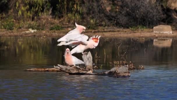 Deux Cacatoès Major Mitchell Assoient Sur Une Branche Boivent Dans — Video