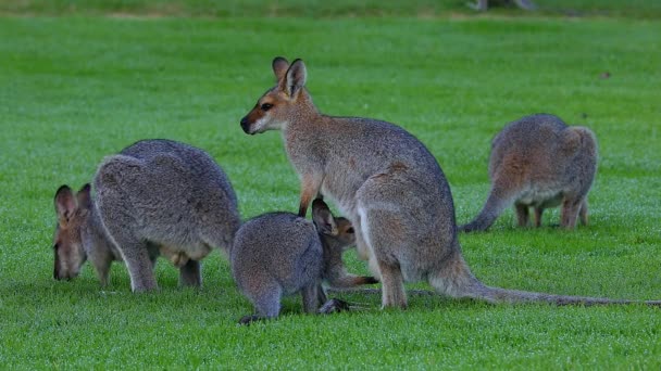 Wallaby Kanguruları Avustralya Bir Tarlada Otlar — Stok video