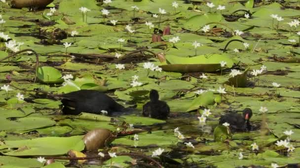 Duas Dusky Moorhens Nadam Alimentam Pântano Austrália — Vídeo de Stock