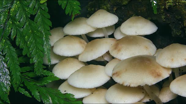 Paraguas Blanco Hongos Rosados Crecen Una Selva Tropical Australia — Vídeo de stock