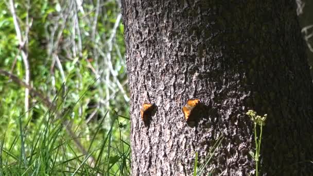 2018 Μια Μαζική Μετανάστευση Πεταλούδων Κινείται Μέσα Από Ένα Δάσος — Αρχείο Βίντεο