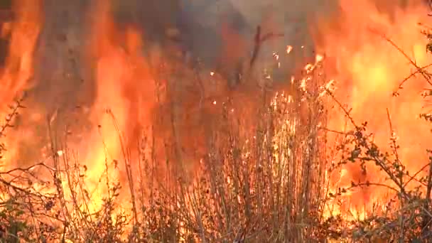 2019 Cierre Incendio Forestal Genérico Quema Fuego Pincel Consumo Vegetación — Vídeo de stock