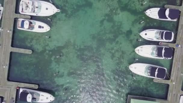 Lucht Boven Plezierboten Jachten Haven Van Boca Chica Dominicaanse Republiek — Stockvideo