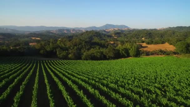 Une Antenne Latérale Basse Dessus Vastes Rangées Vignobles Dans Comté — Video