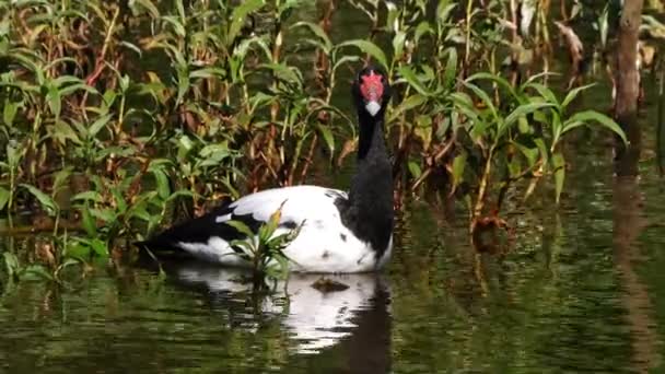 Seekor Angsa Magpie Mengapung Kolam Australia — Stok Video