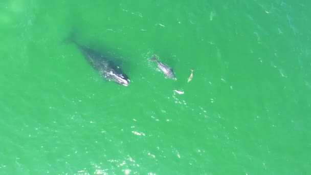 Aerial North Atlantic Right Whale Mother Calf Swimming Bottlenose Dolphins — Stock Video