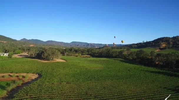 Low Aerial Rows Vineyards Northern California Sonoma County Hot Air — Stock Video