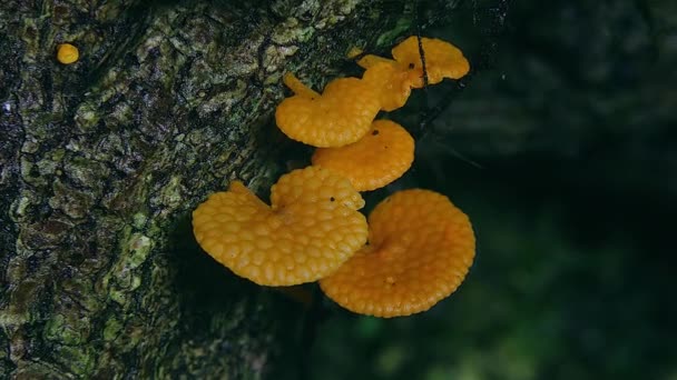Orangenwinzlinge Pilze Wachsen Auf Einem Baumstamm Australien — Stockvideo