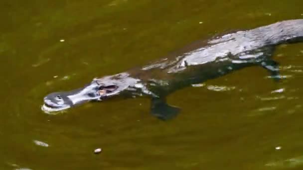 オーストラリアの湖でカモノハシが泳いでいます — ストック動画