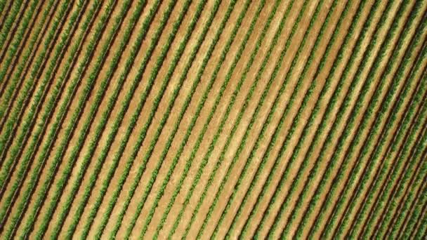位于加州北部索诺玛县的一排巨大的葡萄园的空中 — 图库视频影像