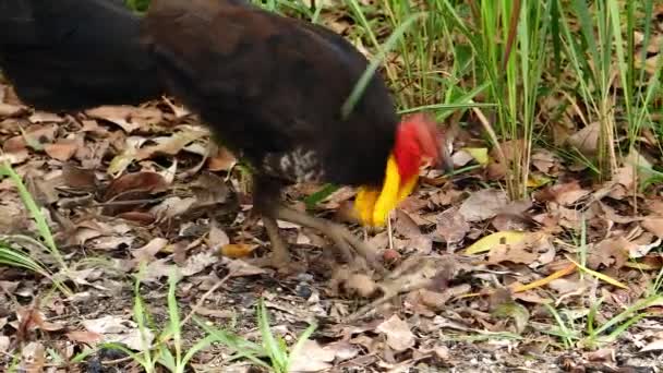 Färgglad Pensel Kalkon Matar Marken Australien — Stockvideo