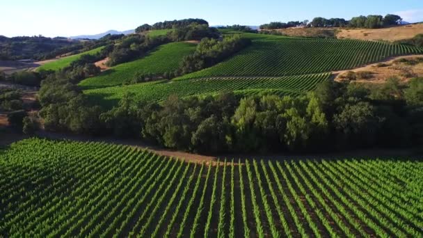 Une Haute Antenne Dessus Rangées Vignobles Dans Comté Sonoma Californie — Video