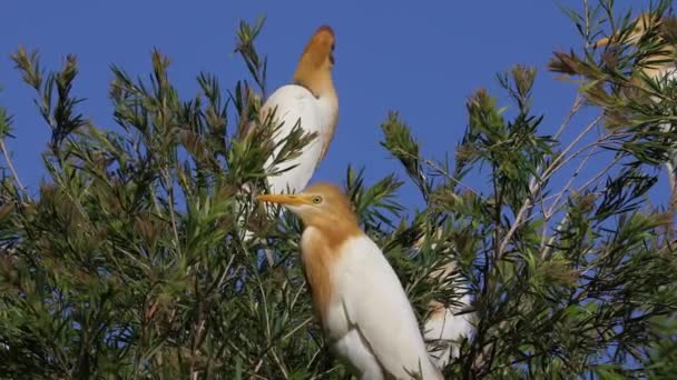 Ett Par Nötkreatur Egret Fåglar Sitter Ett Träd Gren Australien — Stockvideo