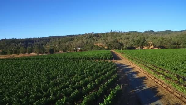 Een Hoge Antenne Boven Rijen Wijngaarden Noord Californië Sonoma County — Stockvideo