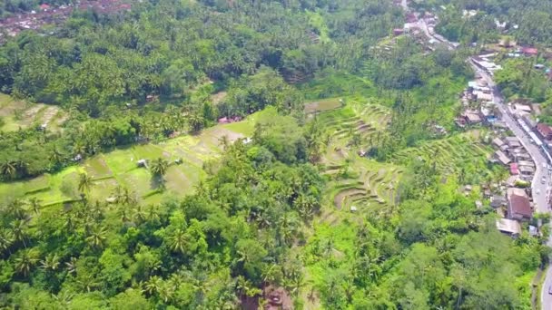 Ubud Bali Endonezya Yakınlarındaki Uçsuz Bucaksız Pirinç Tarlalarının Üzerinde — Stok video