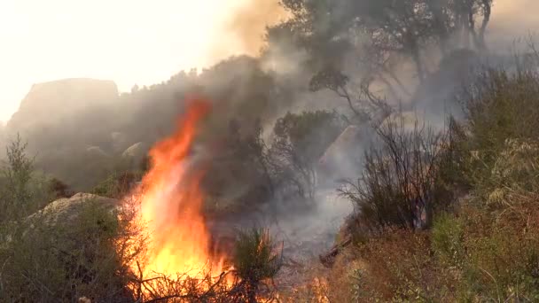 2019 南カリフォルニアの丘の上で一般的な森林火災やブラシ火災の燃焼と消費植物のクローズアップ — ストック動画