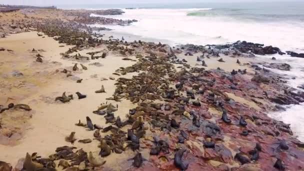 Lotnictwo Nad Kolonią Rezerwatu Fok Cape Cross Wybrzeżu Szkieletu Namibii — Wideo stockowe