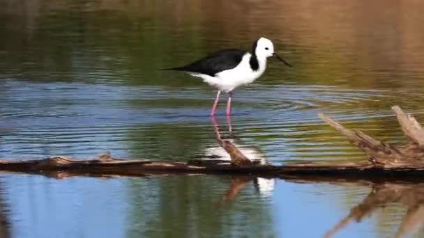 在澳大利亚的一个池塘里 一只黑色的颈杆在觅食 — 图库视频影像