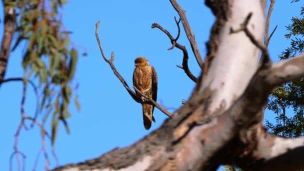 Halcón Cometa Negra Sienta Lado Una Rama Árbol Australia — Vídeos de Stock