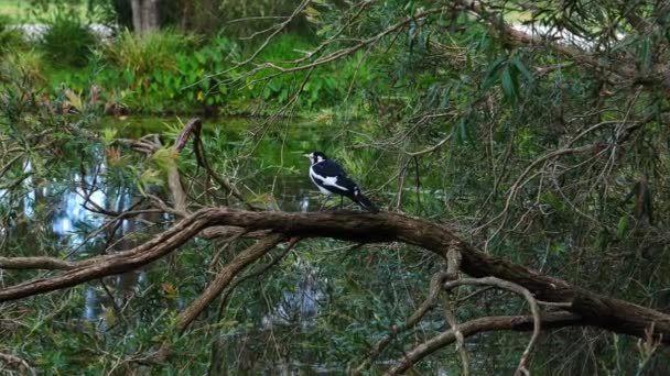 Magpie Lark Encuentra Una Sucursal Cerca Estanque Australia — Vídeos de Stock