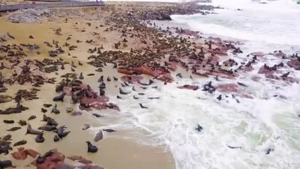 Luftaufnahme Über Der Robbenreservekolonie Cape Cross Der Skelettküste Namibias — Stockvideo