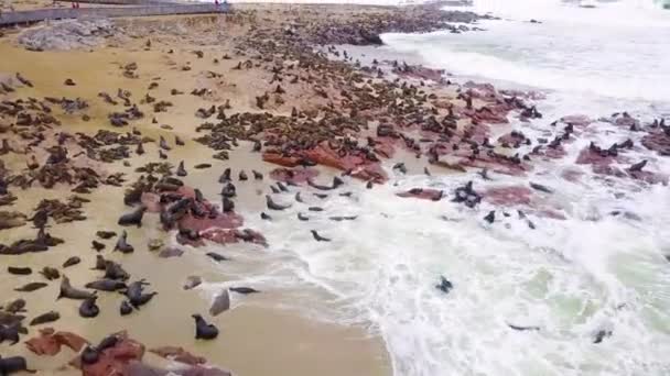 Aérien Dessus Colonie Réserve Phoques Cape Cross Sur Côte Squelette — Video