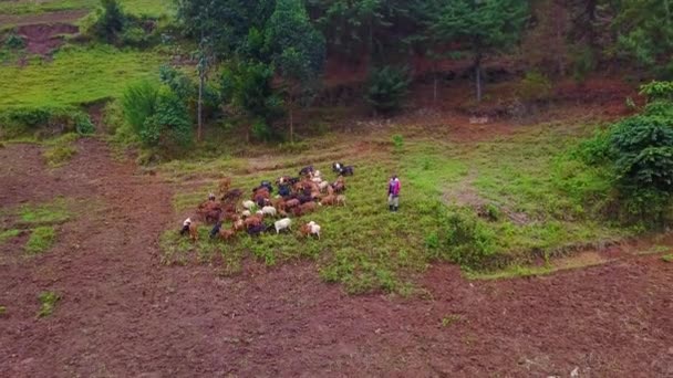 Luchtfoto Nadert Een Afrikaanse Boer Herder Zijn Geiten Oeganda — Stockvideo
