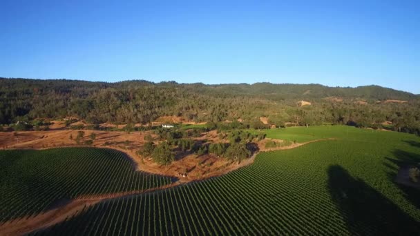 Une Haute Antenne Dessus Rangées Vignobles Dans Comté Sonoma Californie — Video