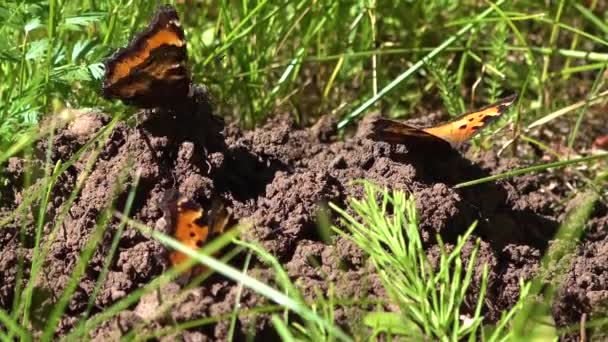 2018 Une Migration Massive Papillons Traverse Une Forêt Sud Californie — Video