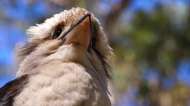 Extrema Perto Kookaburra Rindo Uma Árvore Austrália — Vídeo de Stock